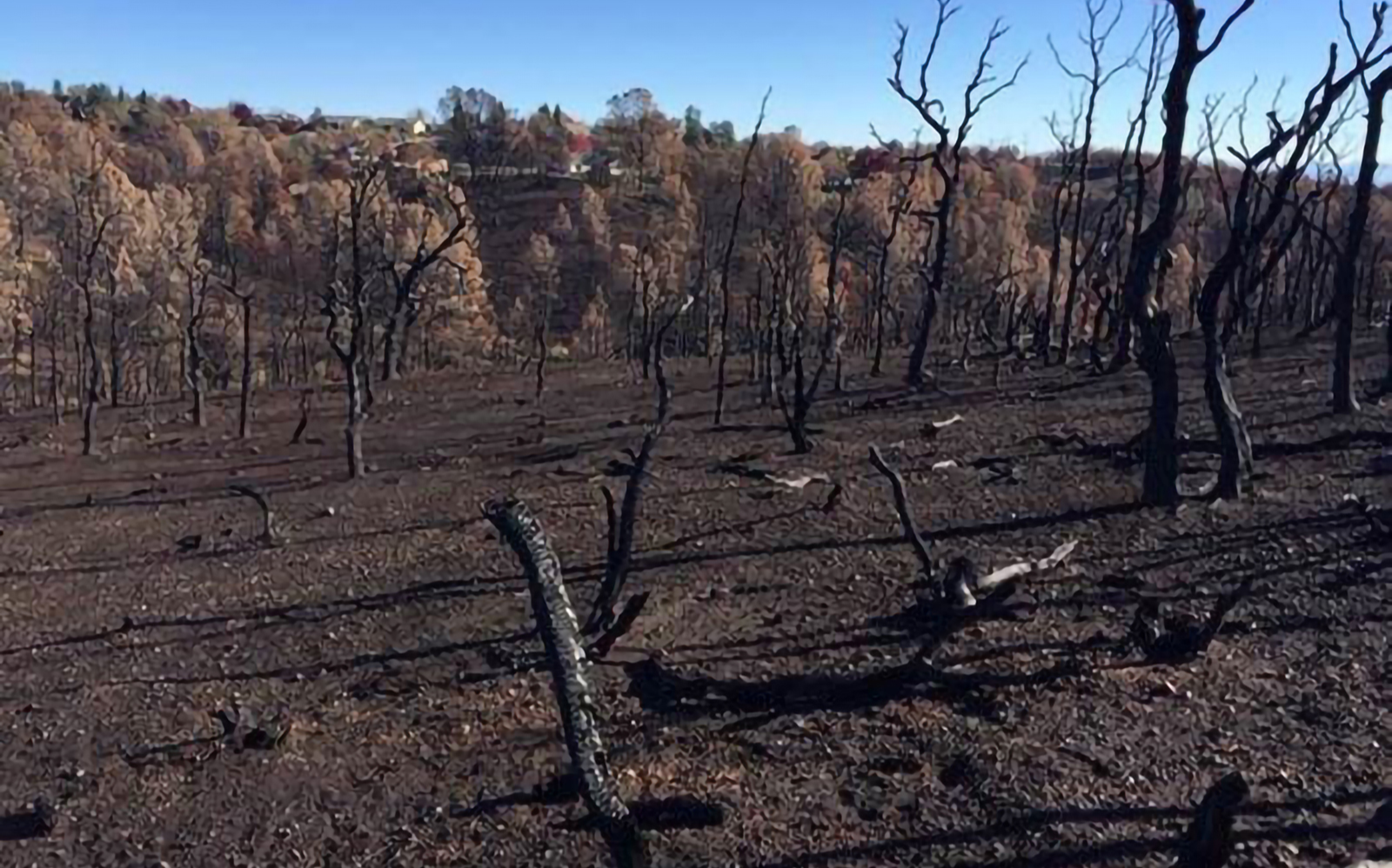 High Severity Burn Landscape from Wildfire